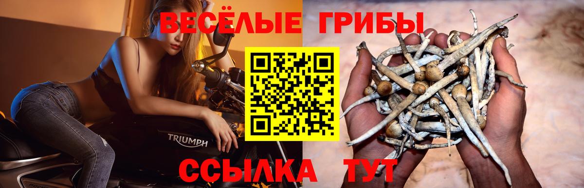 Псилоцибиновые грибы мицелий  сколько стоит  Екатеринбург  Вход с VPN  Галлюциногенные грибы MAGIC MUSHROOMS 